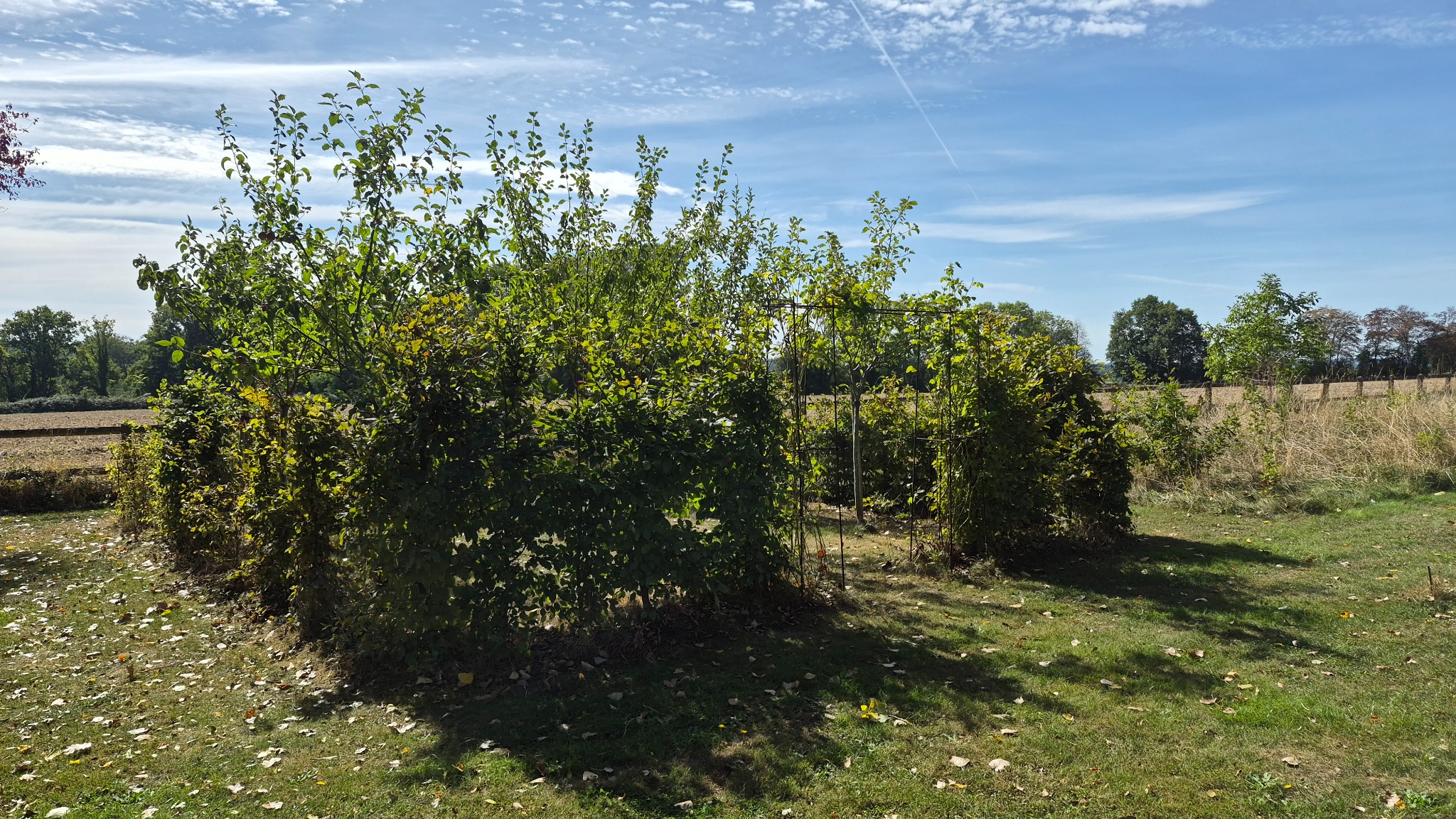 Le Verger clos, création originale de Pérenne