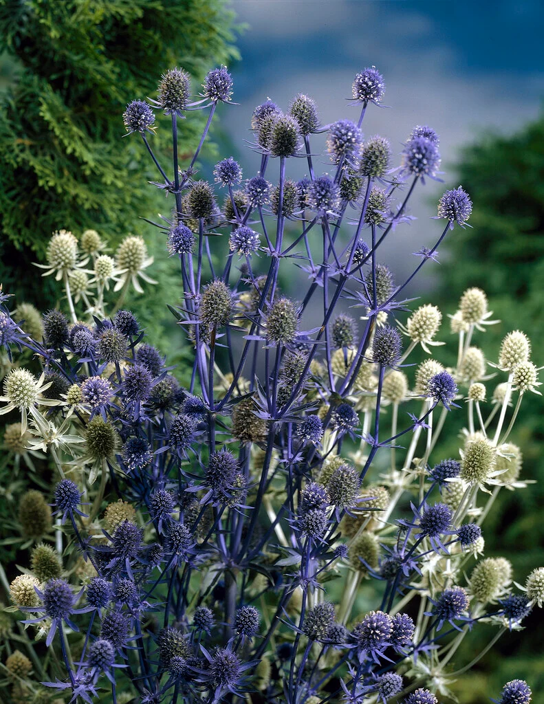 Eryngium planum