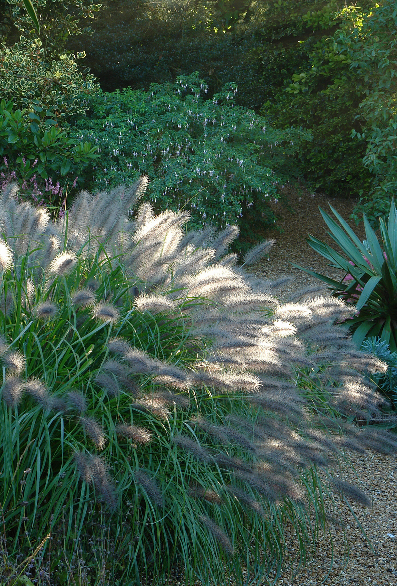 Pennisetum Dark Desire