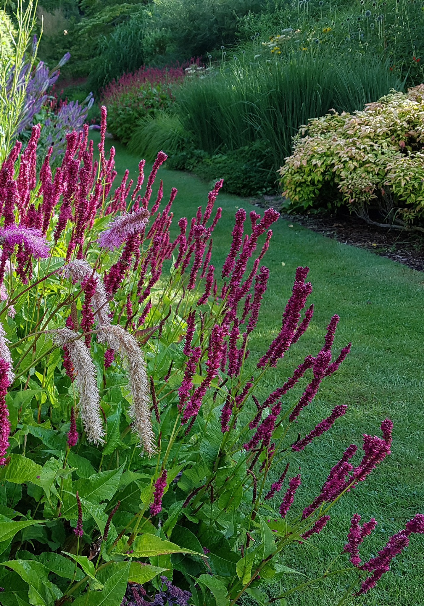 Persicaria Amethyst