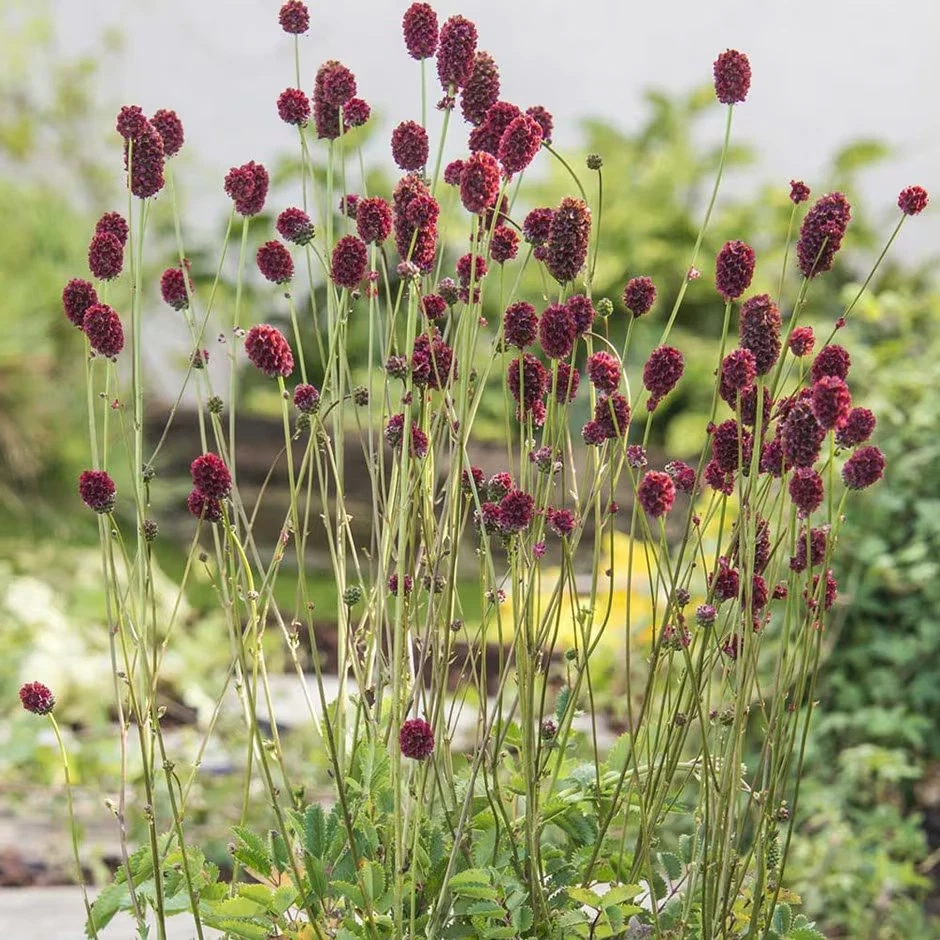 Sanguisorba Plum Drops